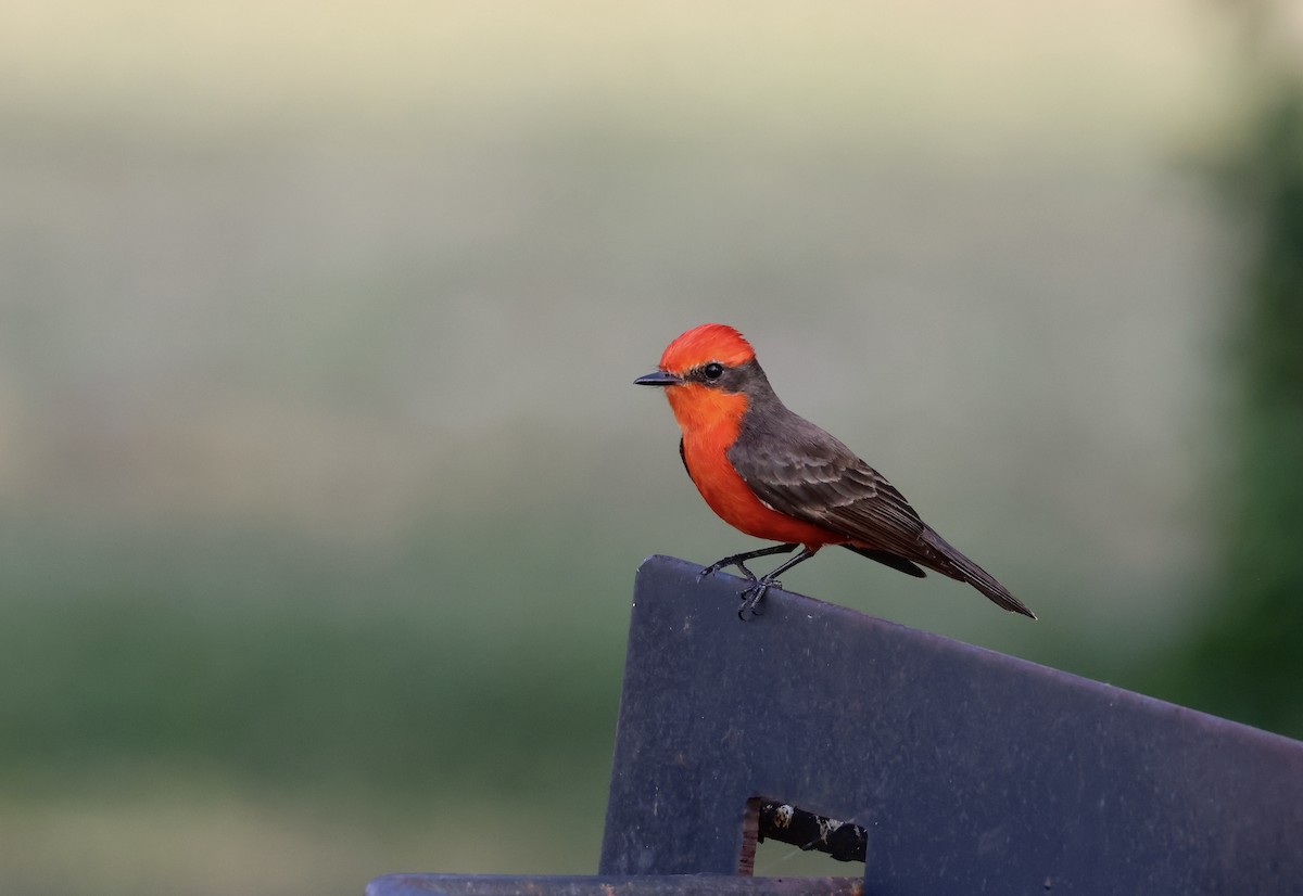 Vermilion Flycatcher - Jamie Adams