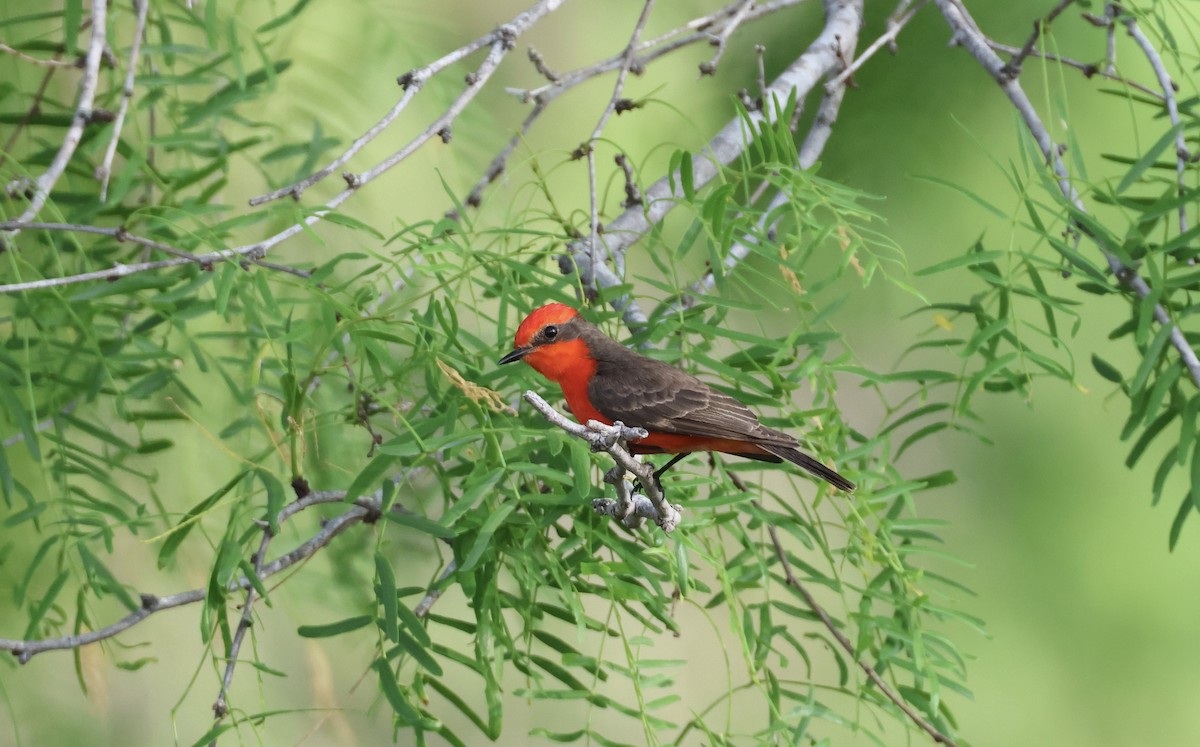 Vermilion Flycatcher - Jamie Adams