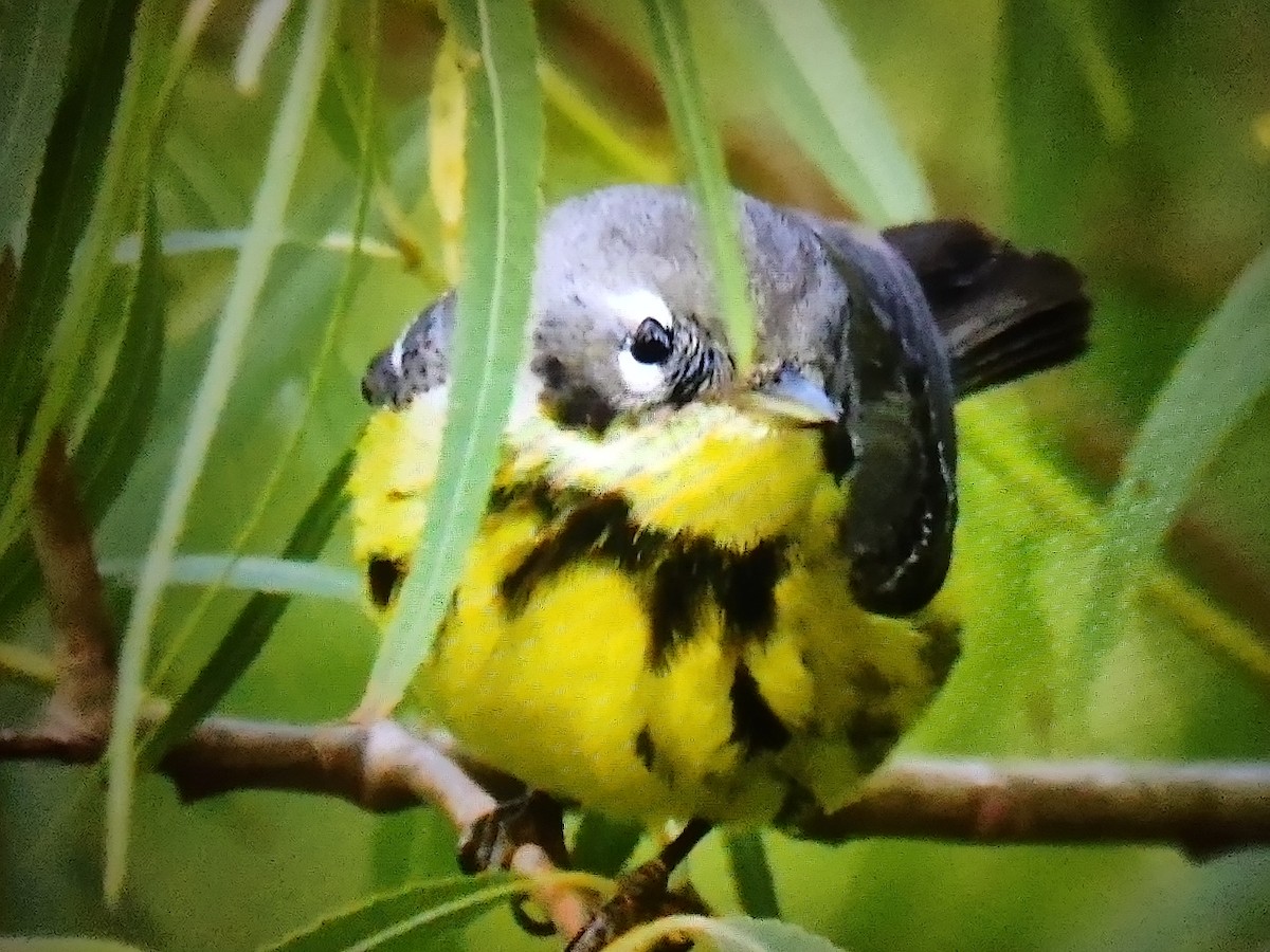 Magnolia Warbler - James Sooy