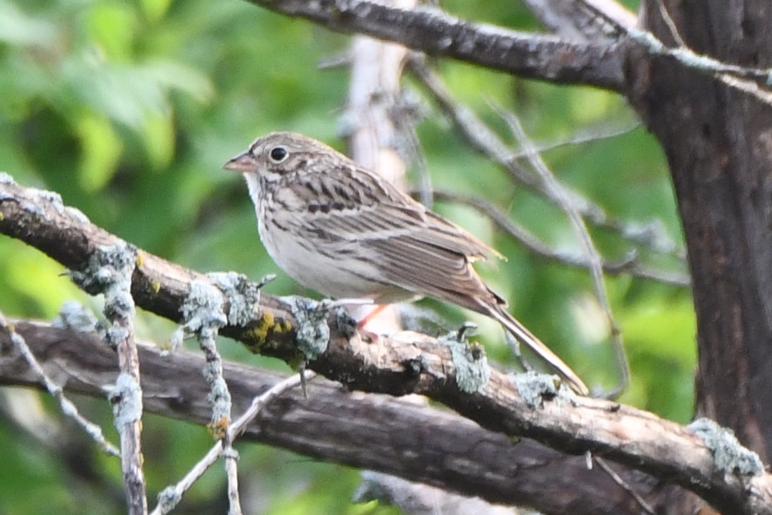 Vesper Sparrow - Carmen Ricer