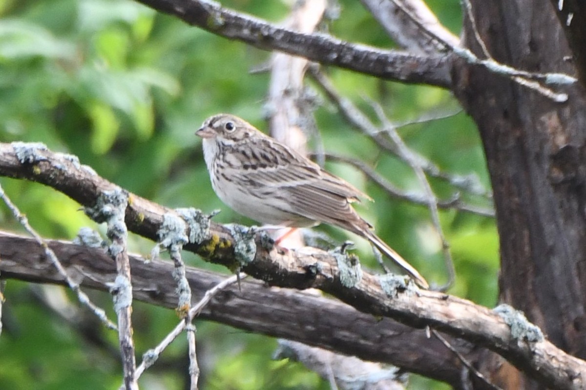 Vesper Sparrow - Carmen Ricer