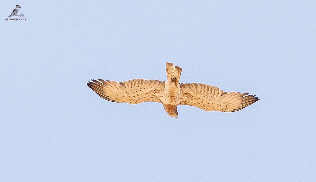 Short-toed Snake-Eagle - Georgina Cole