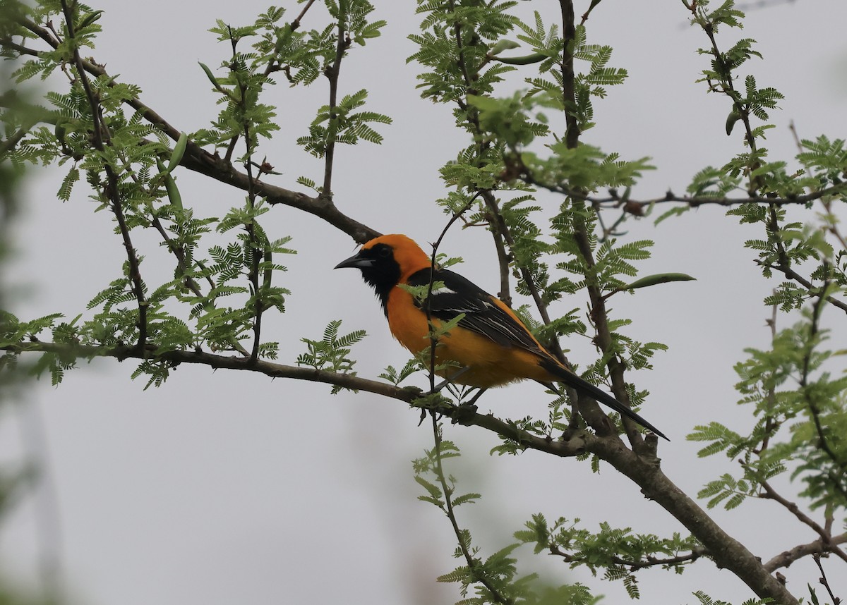 Altamira Oriole - Jamie Adams