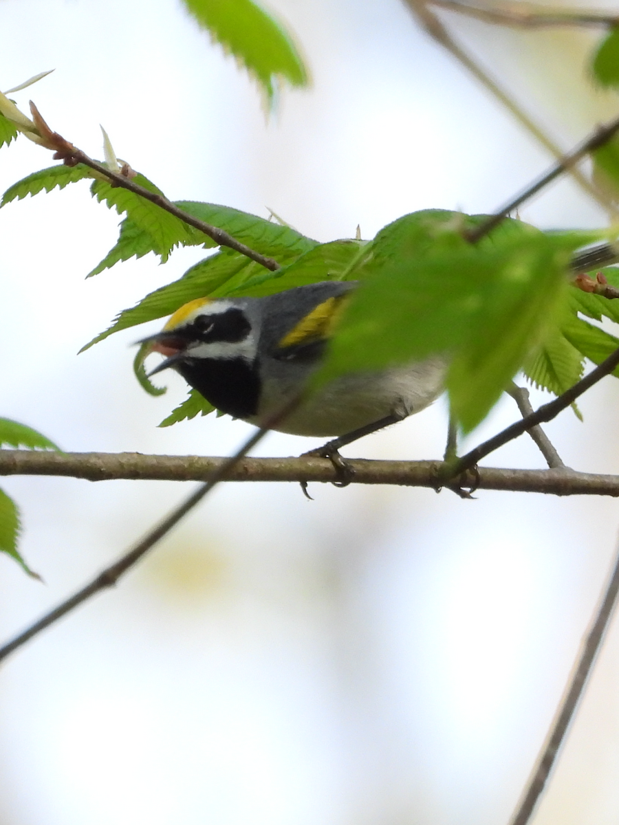 Golden-winged Warbler - Jill Gordon