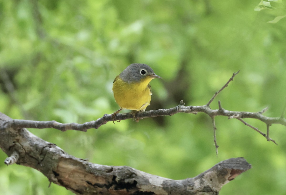 Nashville Warbler - Jamie Adams