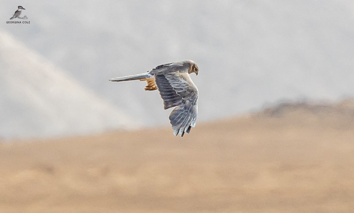 Montagu's Harrier - ML618142179