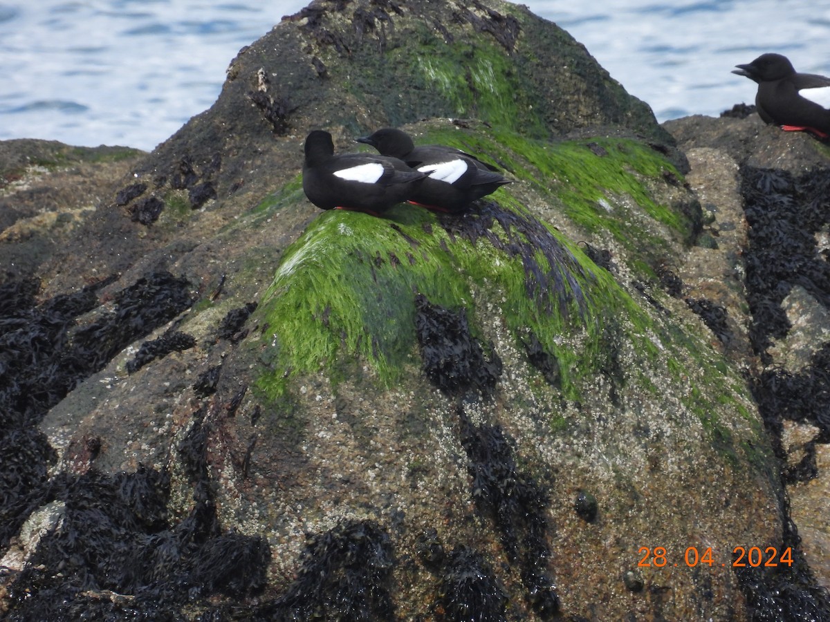 Black Guillemot - ML618142187