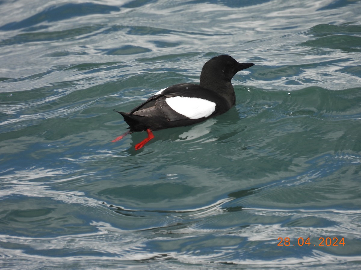 Black Guillemot - Robin Pollard