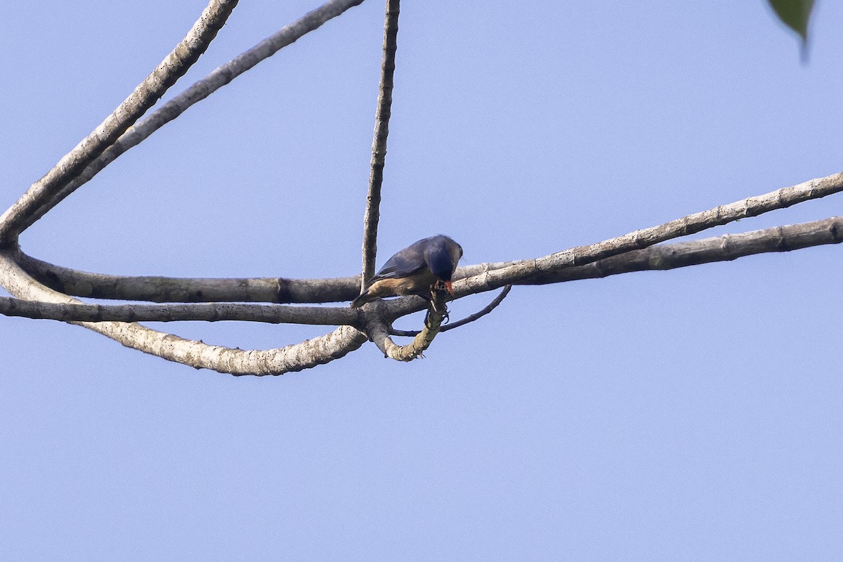 Velvet-fronted Nuthatch - Niall D Perrins