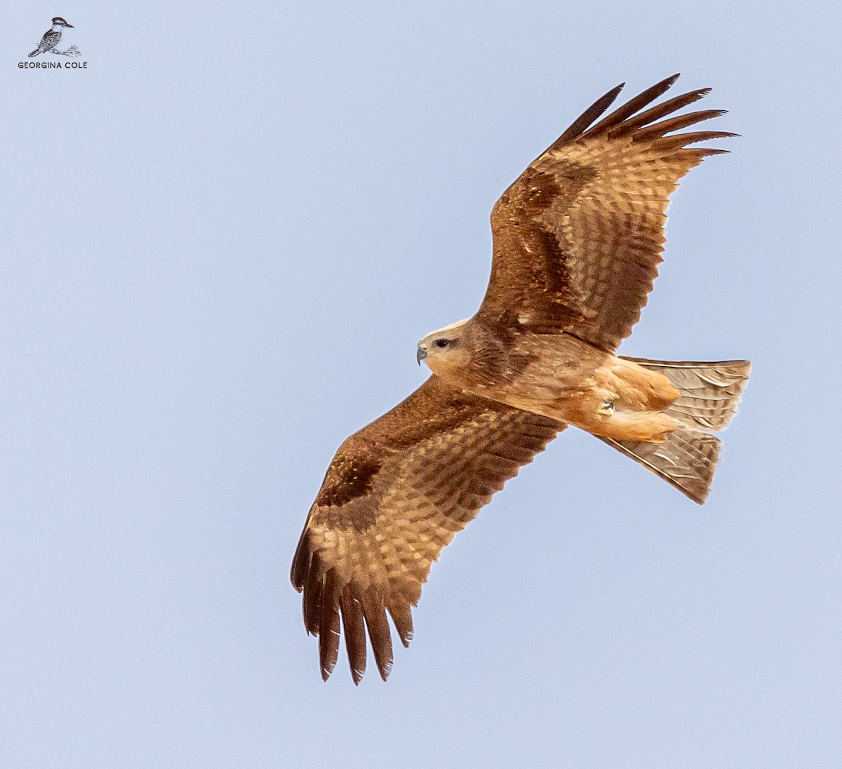 Black Kite - Georgina Cole