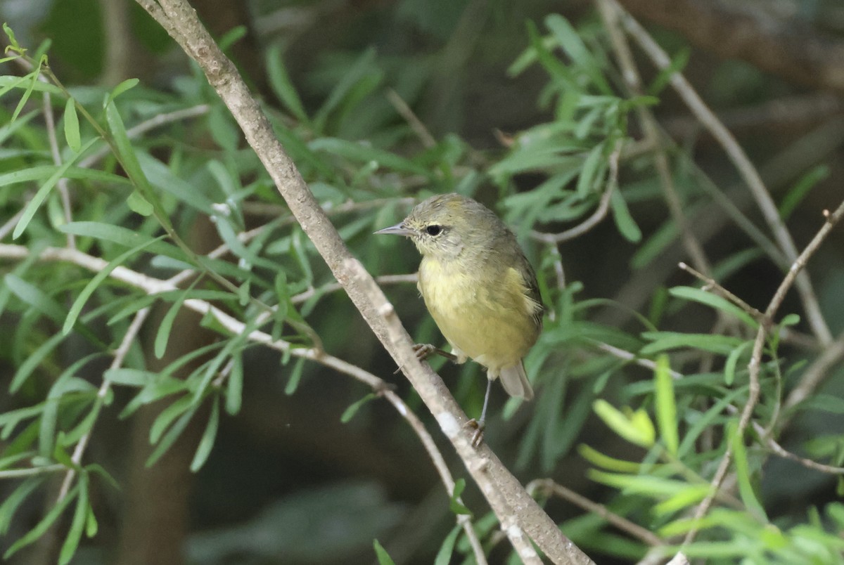 Orange-crowned Warbler - Jamie Adams