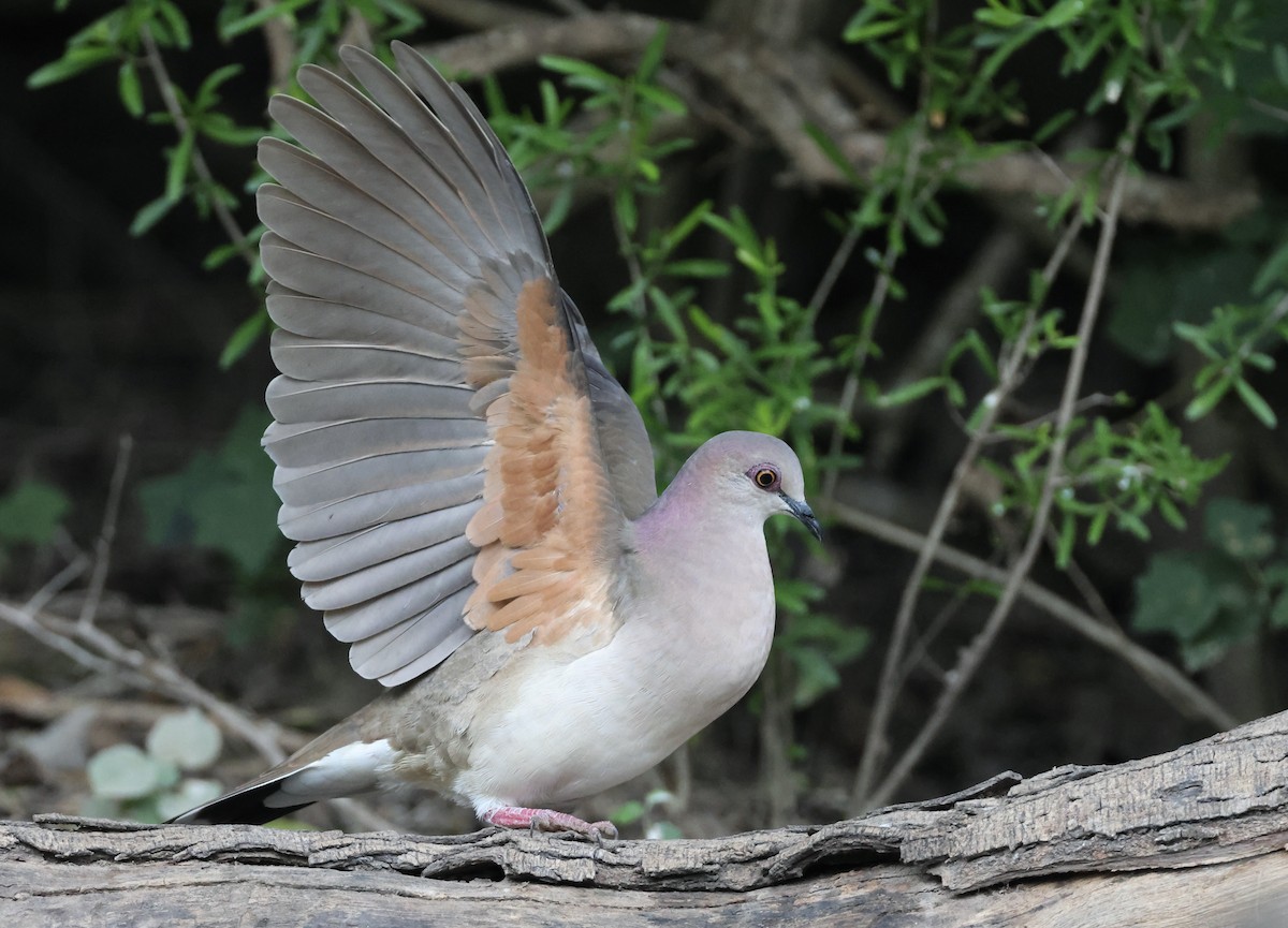 White-tipped Dove - Jamie Adams