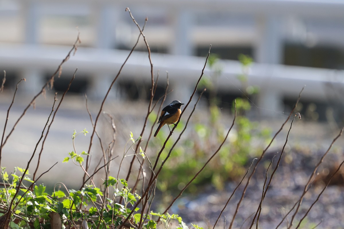 Daurian Redstart - Shin Mun Cheol