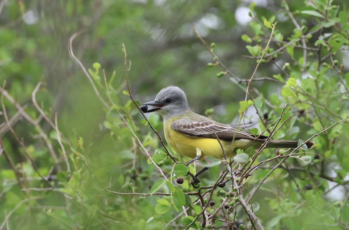 Couch's Kingbird - Jamie Adams