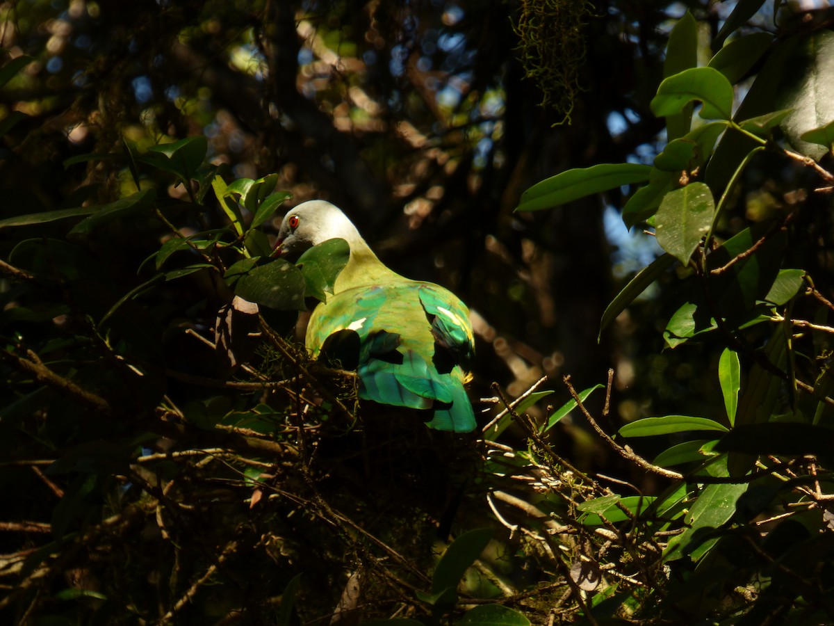 Wompoo Fruit-Dove - Isaiah Hinze