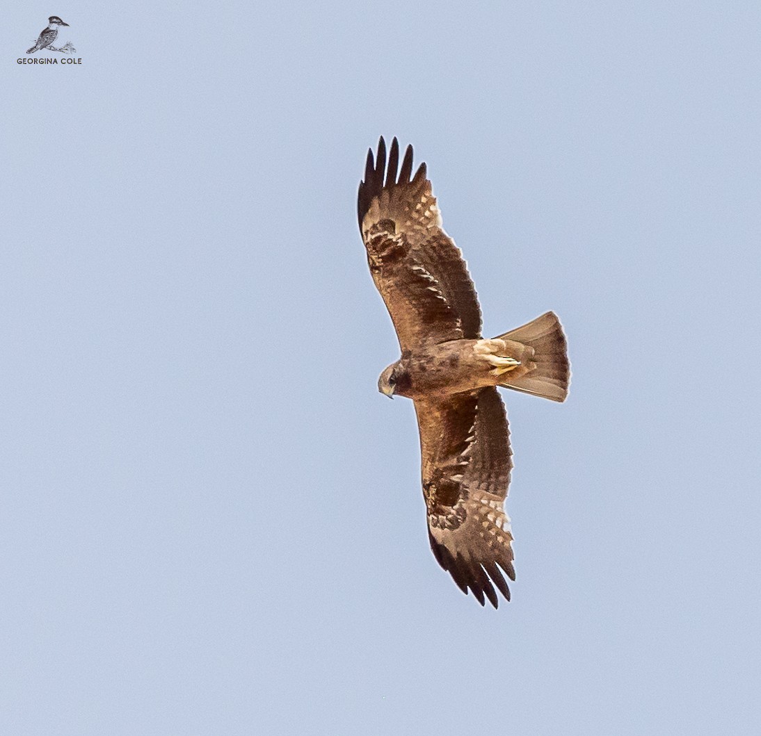 Booted Eagle - ML618142256