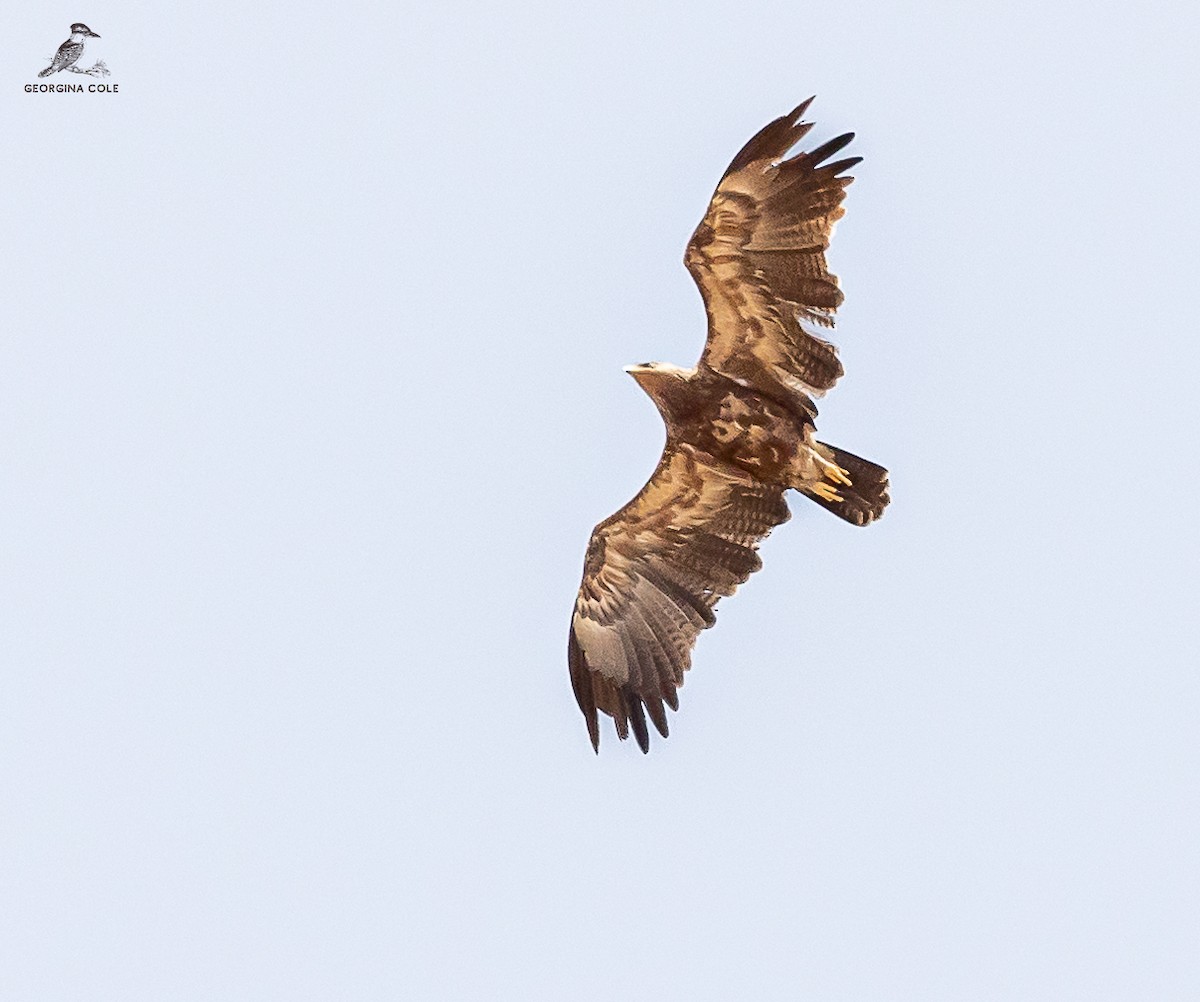 Lesser Spotted Eagle - ML618142299