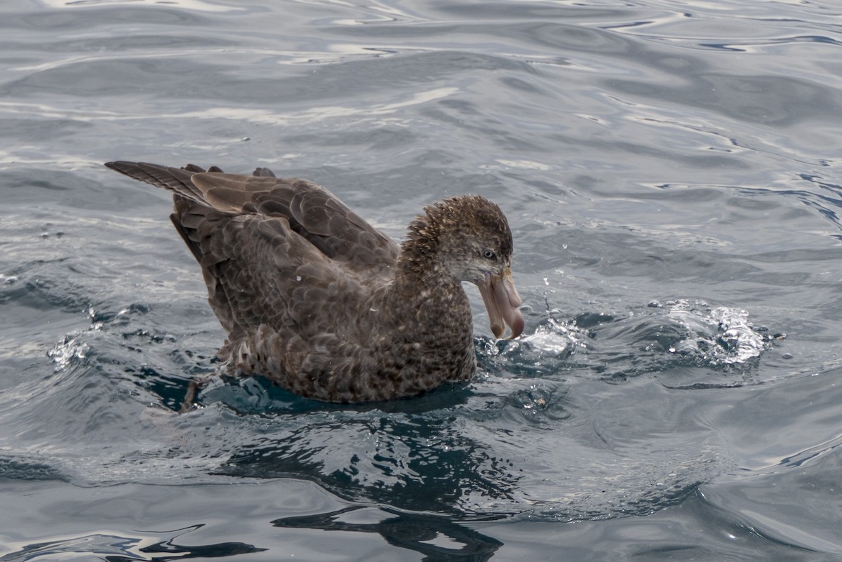 Northern Giant-Petrel - ML618142307