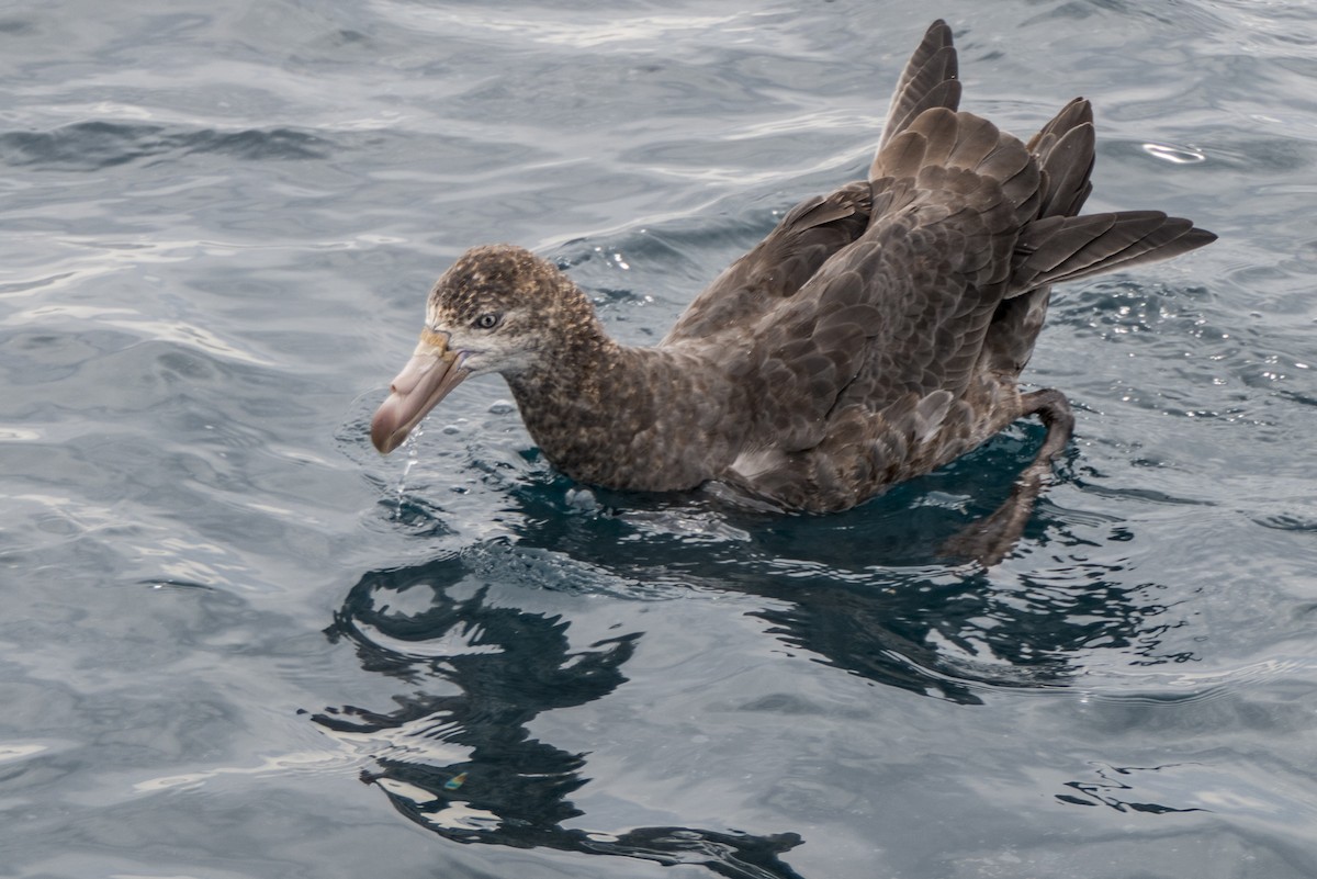 Northern Giant-Petrel - Andrew Smith