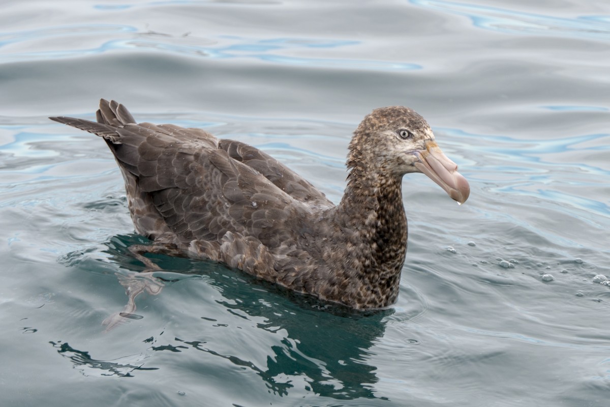 Northern Giant-Petrel - Andrew Smith