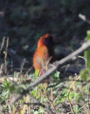 Violet-eared Waxbill - ML618142317