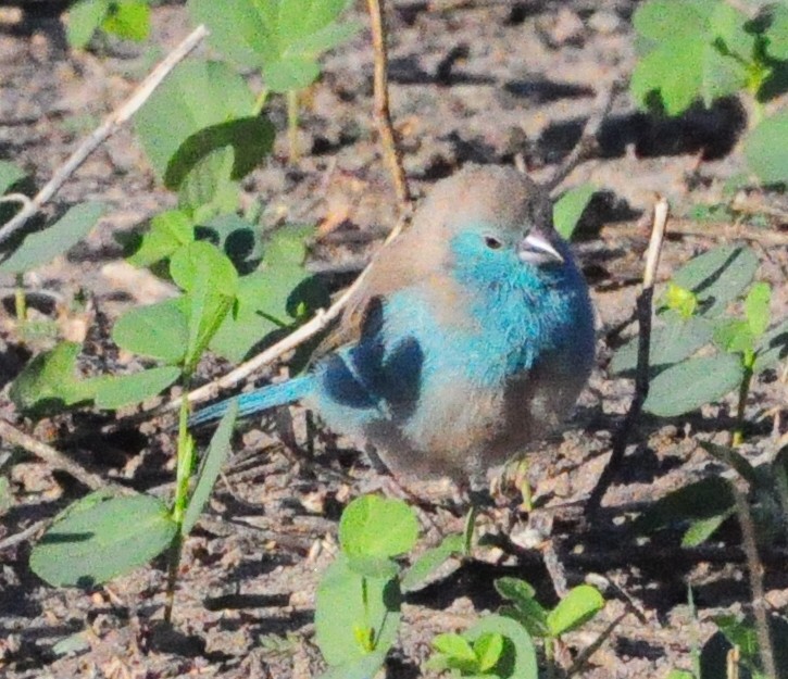 Southern Cordonbleu - Anonymous