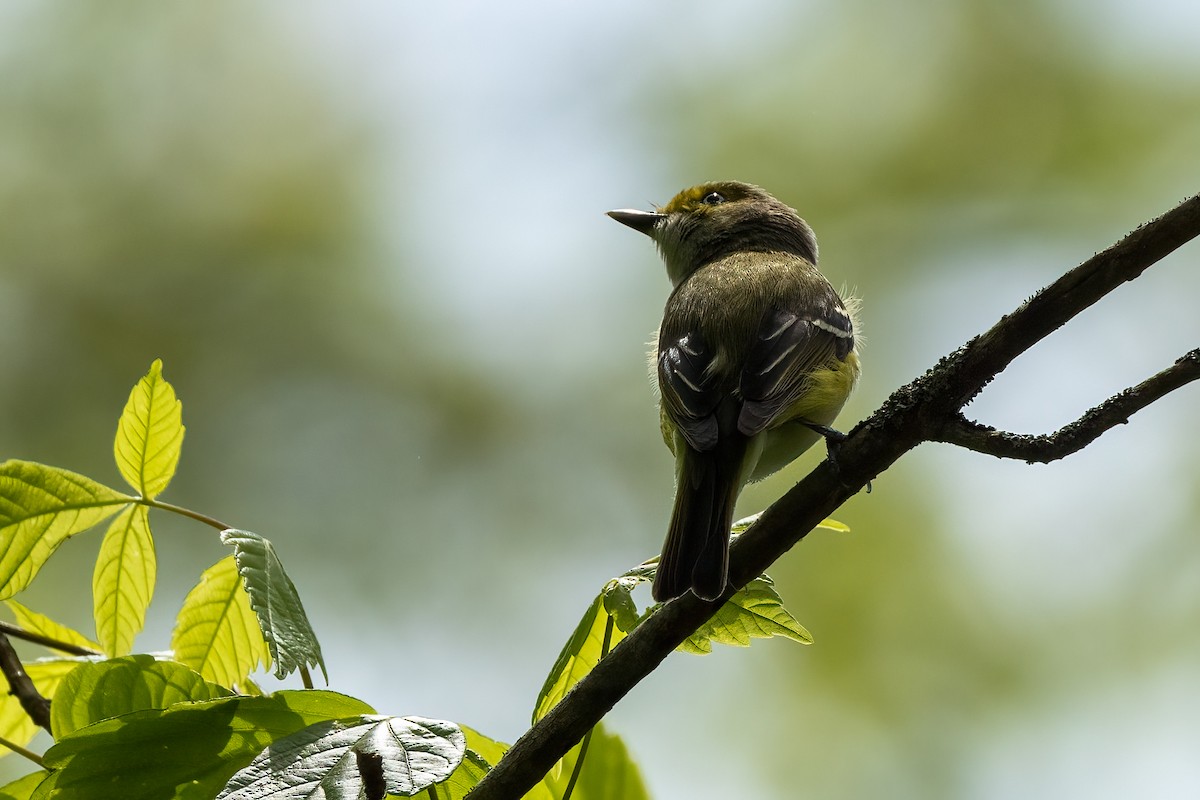 White-eyed Vireo - Christine Hayden