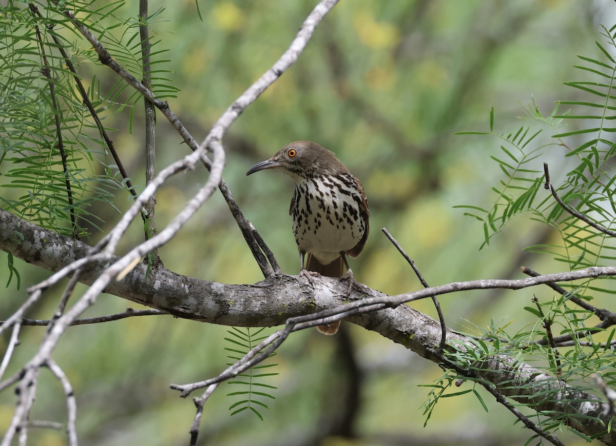 Long-billed Thrasher - Jamie Adams