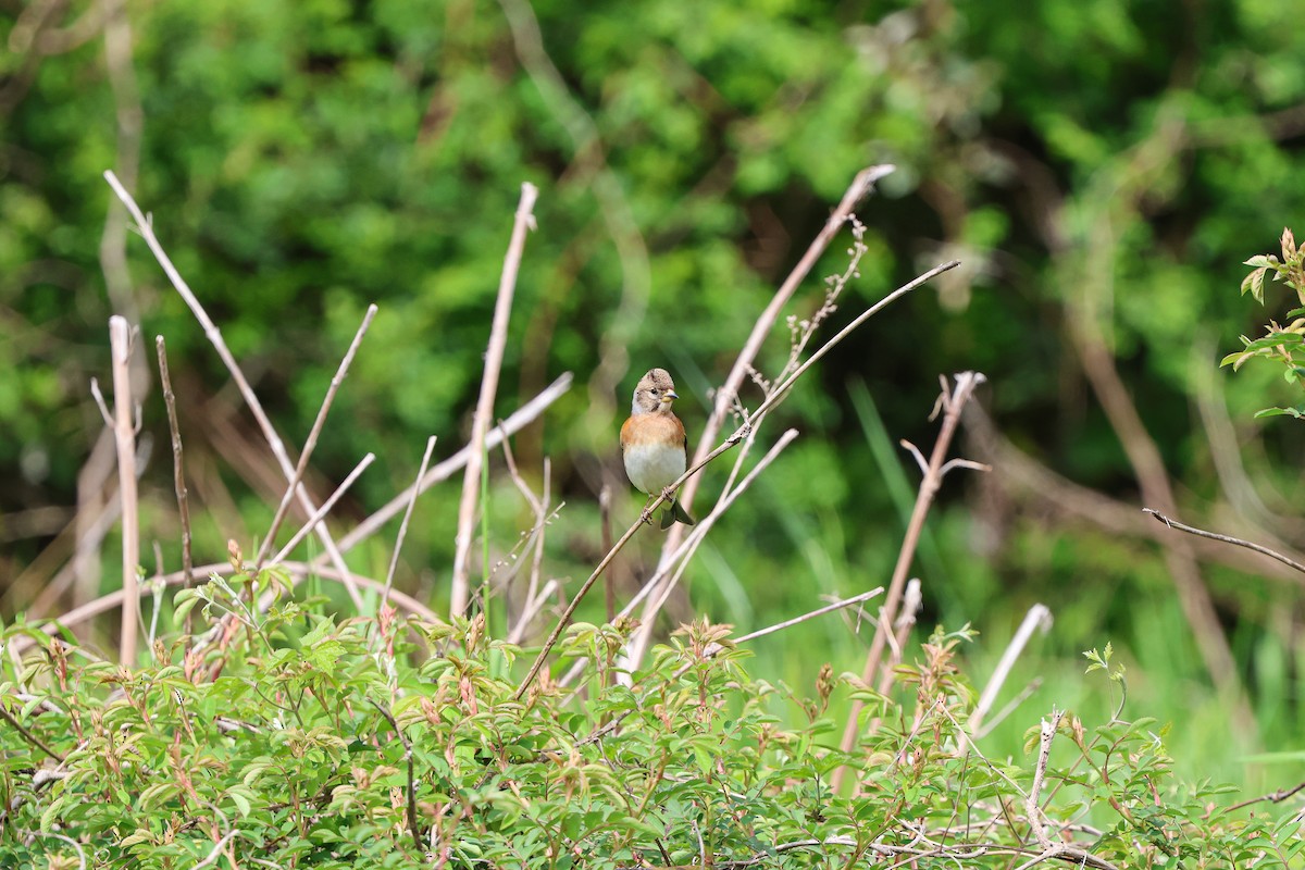 Brambling - Shin Mun Cheol