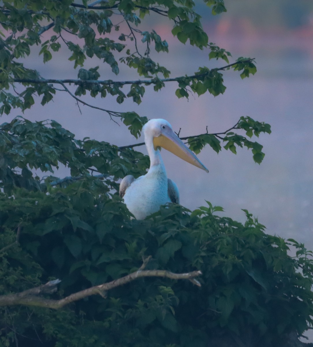 Great White Pelican - Jan Hora