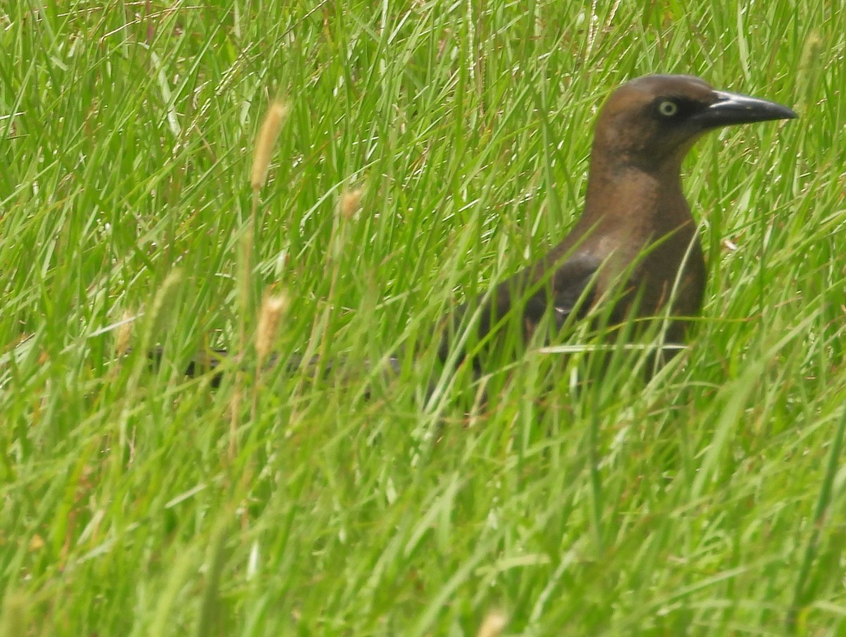 Boat-tailed Grackle - Eric Haskell