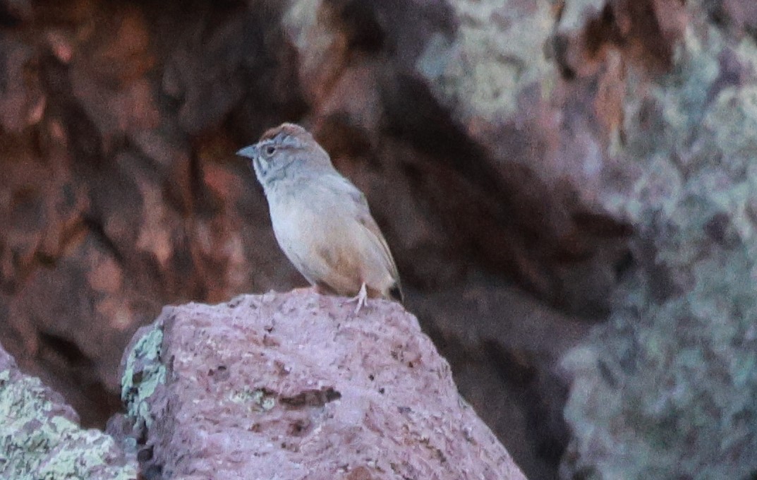 Rufous-crowned Sparrow - Lisa Manzi