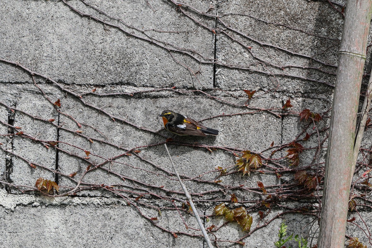 Narcissus Flycatcher - Shin Mun Cheol