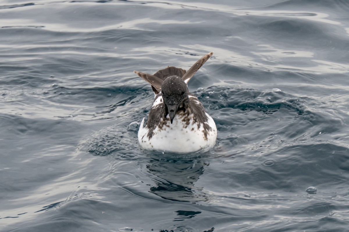 Cape Petrel - Andrew Smith