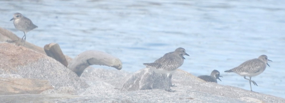 Black-bellied Plover - ML618142472