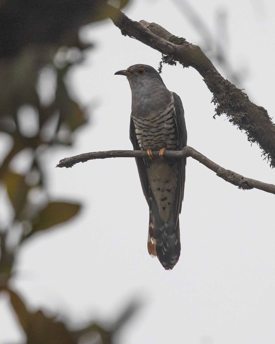 Himalayan Cuckoo - Samanvitha Rao