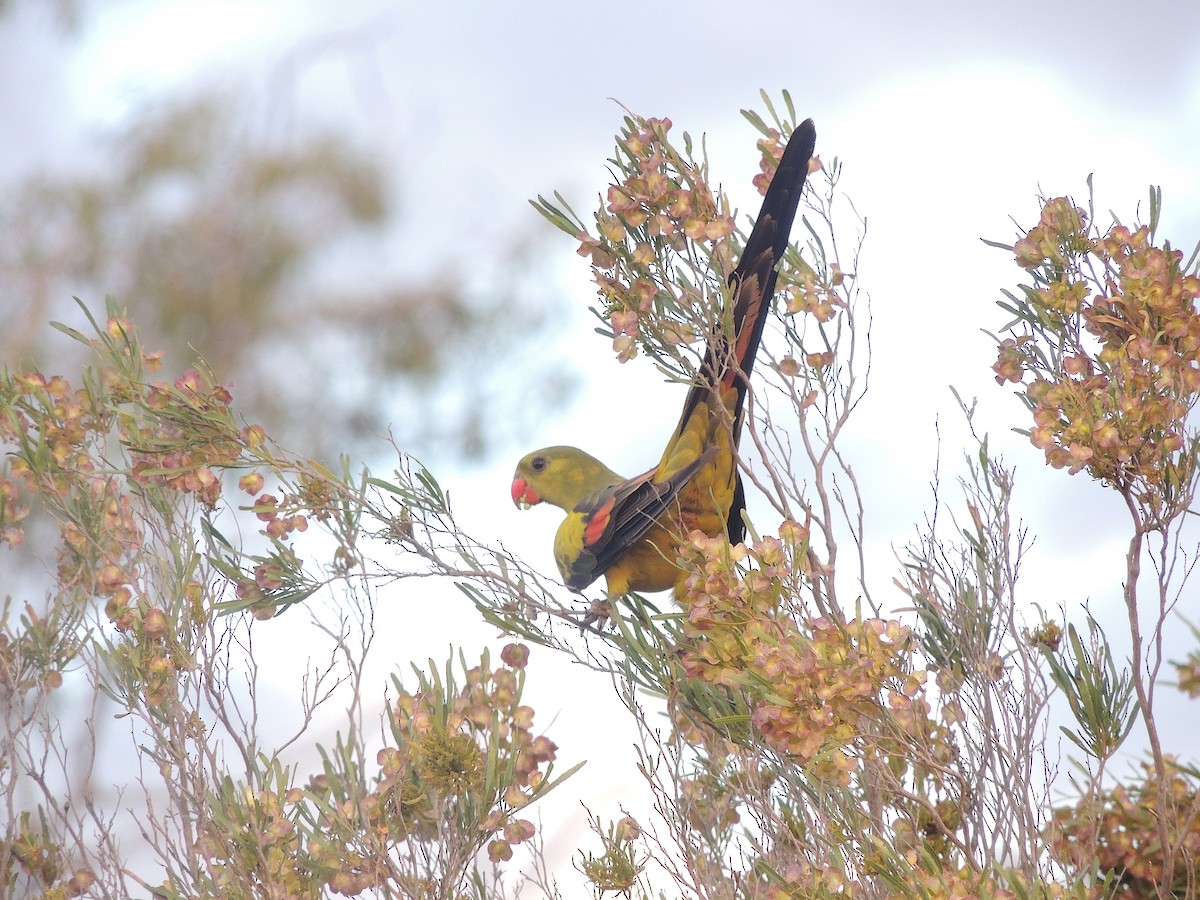 Regent Parrot - George Vaughan