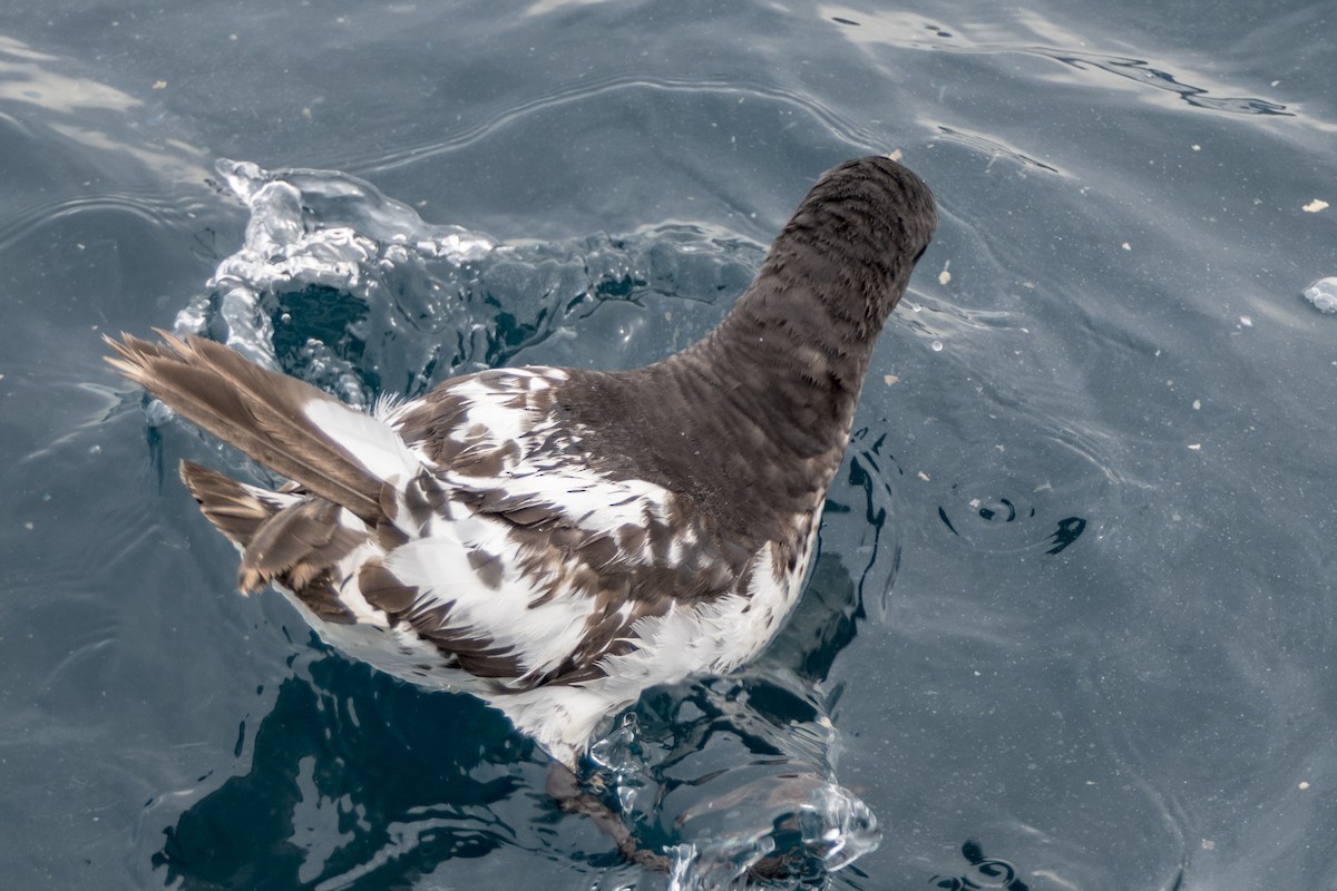 Cape Petrel - ML618142485