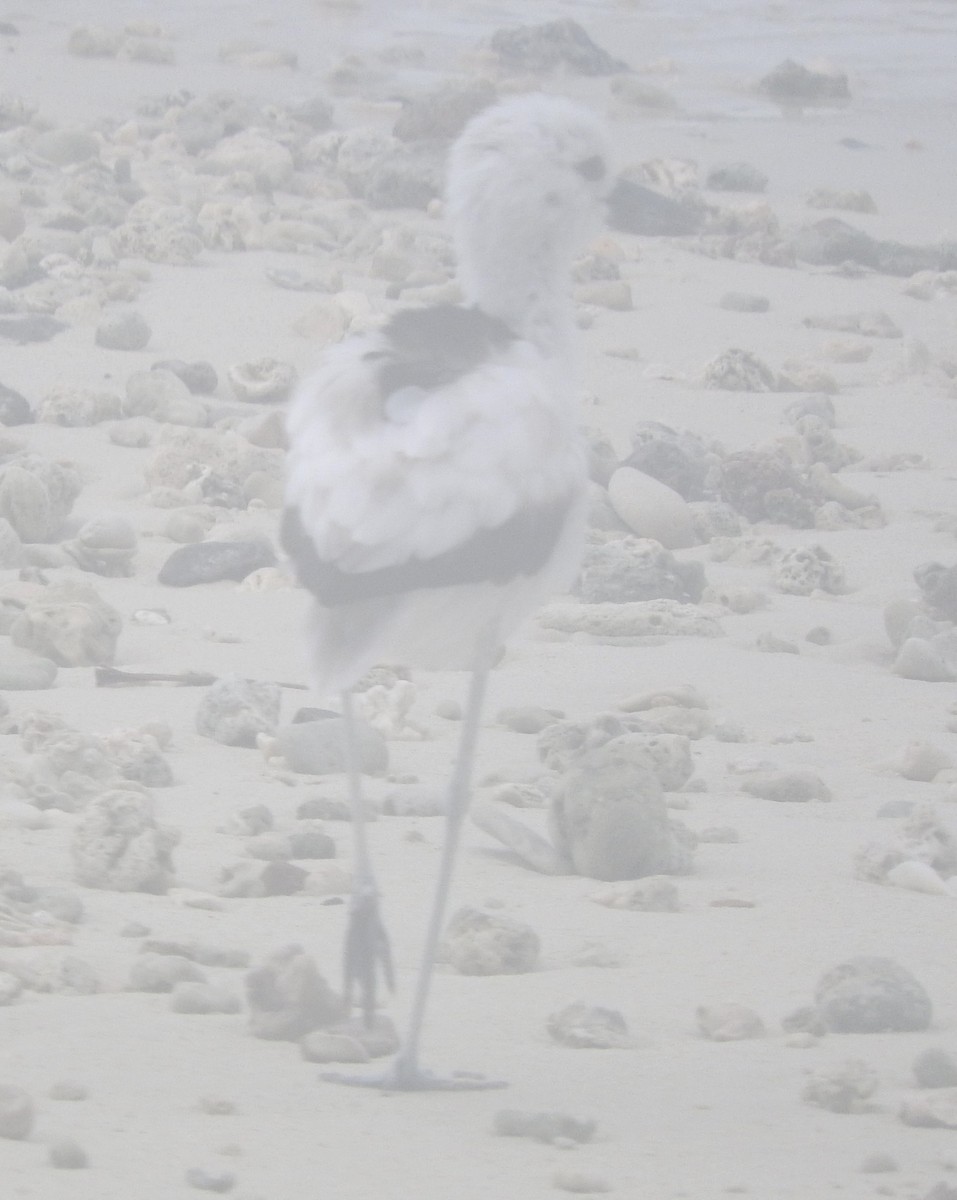 Crab-Plover - Dieter Oschadleus