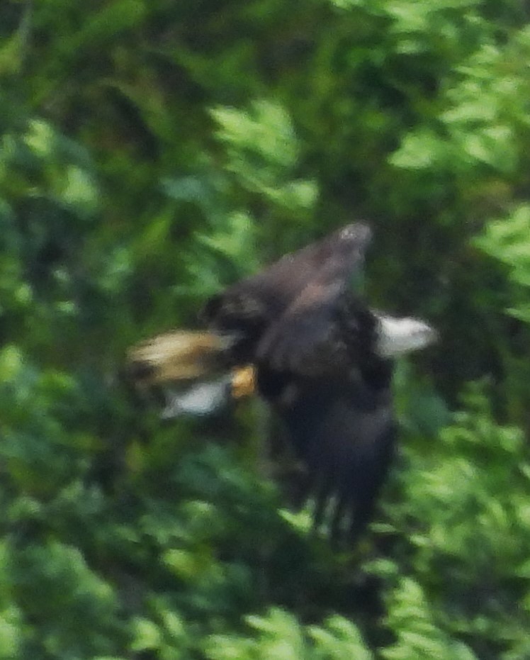 Bald Eagle - Eric Haskell