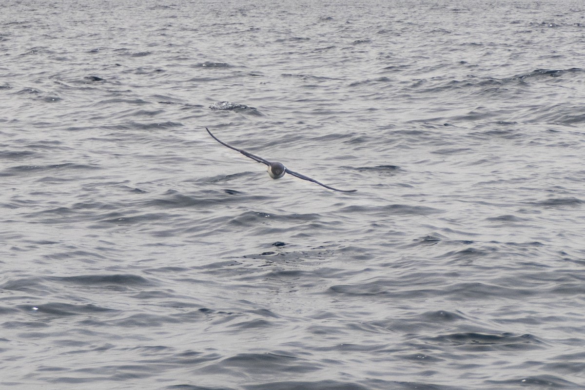 Cape Petrel - Andrew Smith