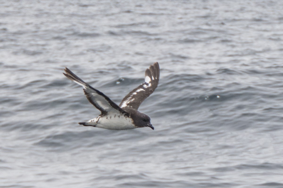 Cape Petrel - Andrew Smith