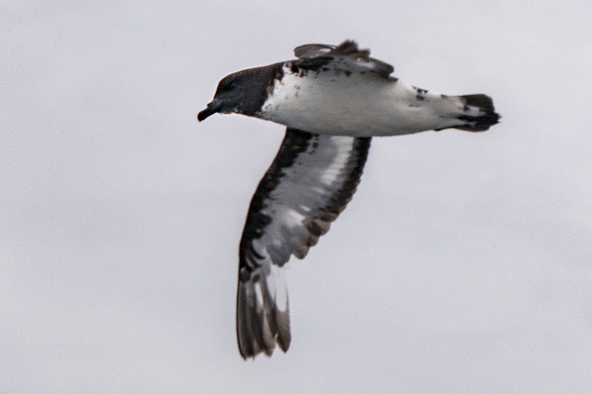 Cape Petrel - Andrew Smith