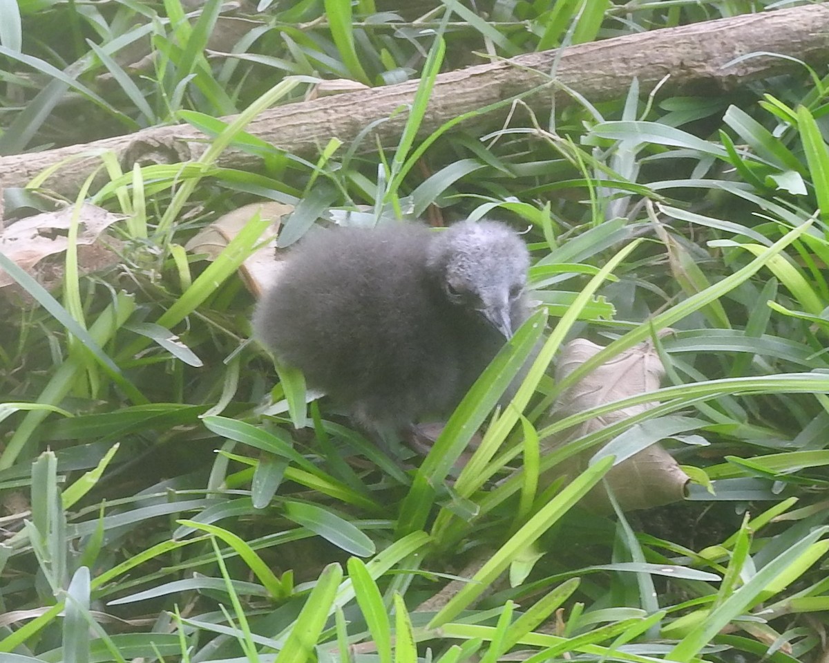 Lesser Noddy - Dieter Oschadleus