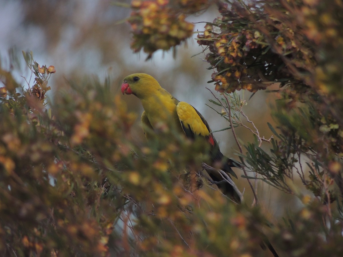 Regent Parrot - George Vaughan