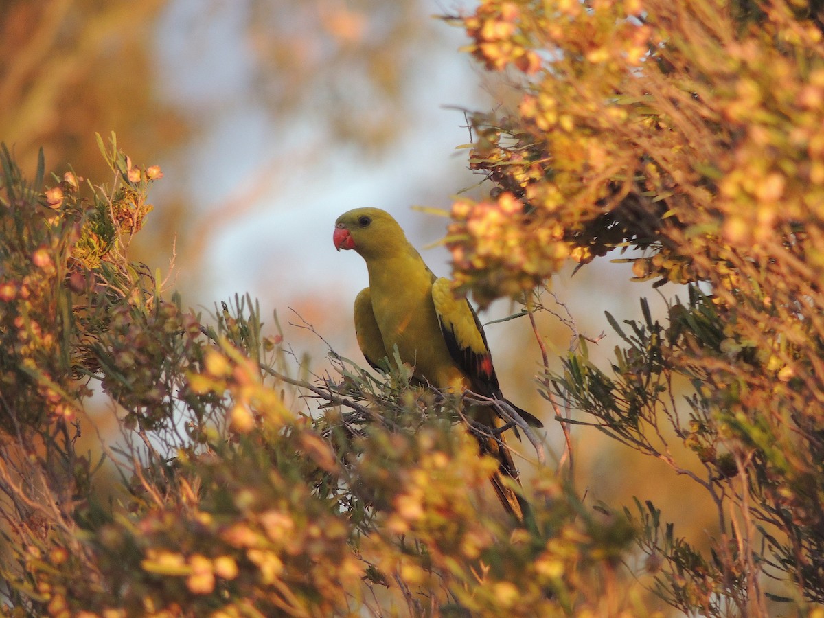 Regent Parrot - George Vaughan