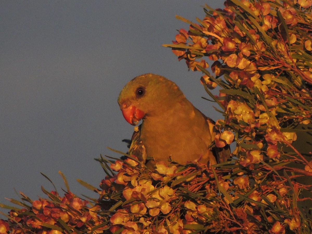 Regent Parrot - George Vaughan