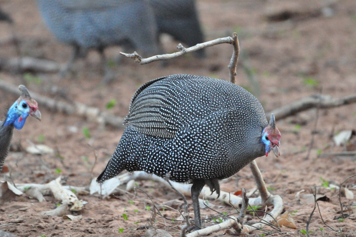 Helmeted Guineafowl - Anonymous