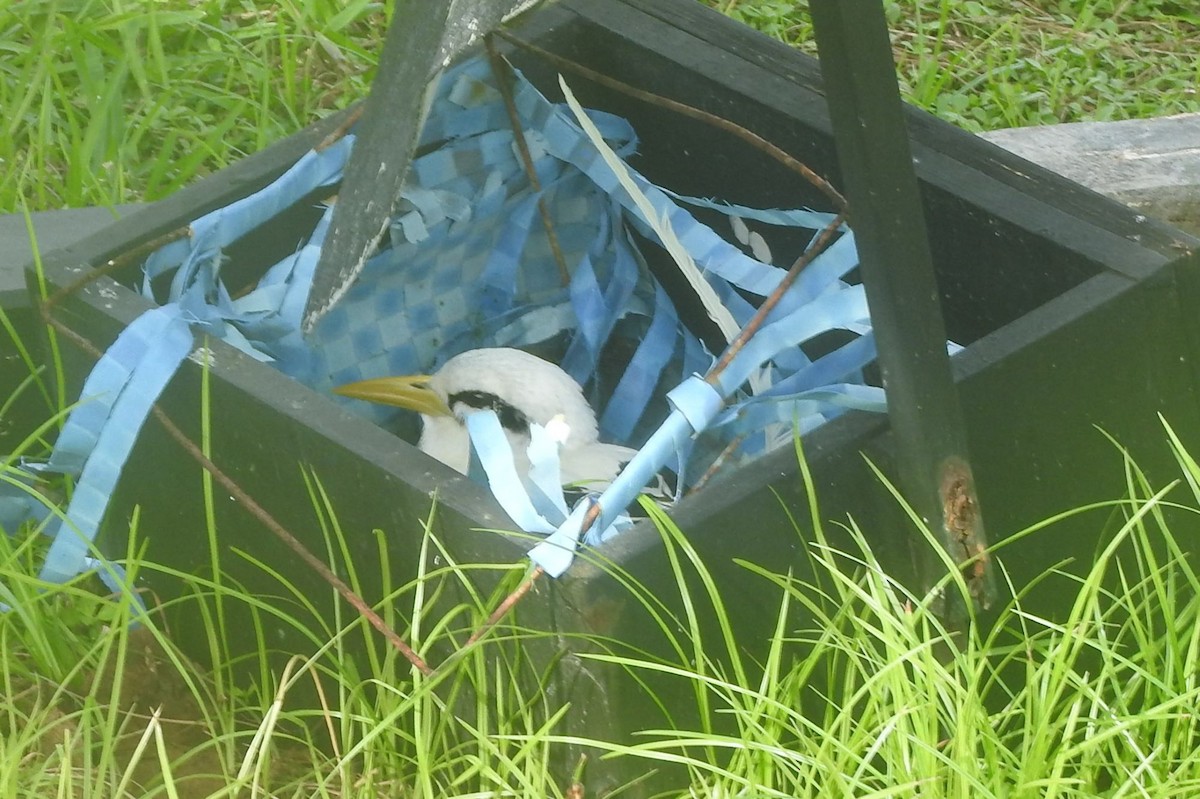 White-tailed Tropicbird - Dieter Oschadleus