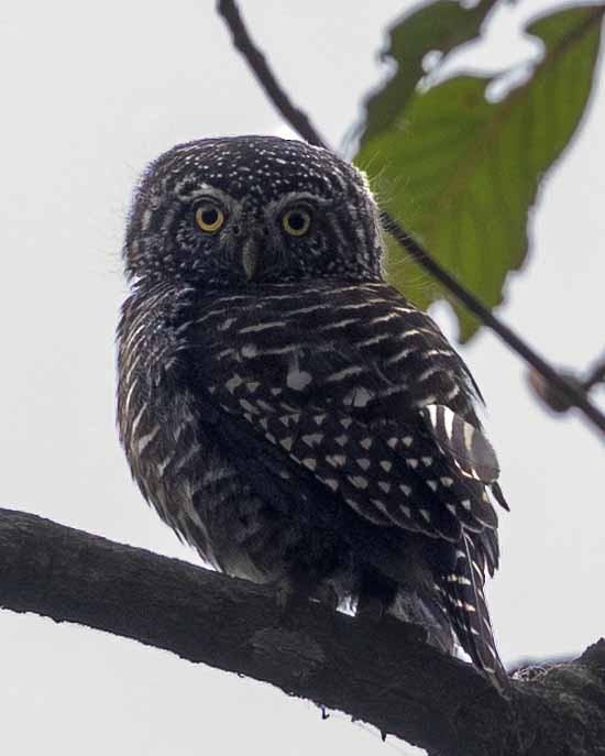 Collared Owlet - Samanvitha Rao